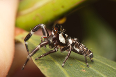 Sandalodes bipenicillatus