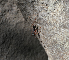 Myrmecia esuriens