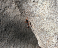 Myrmecia esuriens