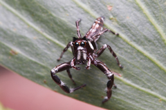 Sandalodes bipenicillatus