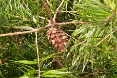 Pinus krempfii