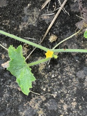 Cucumis maderaspatanus