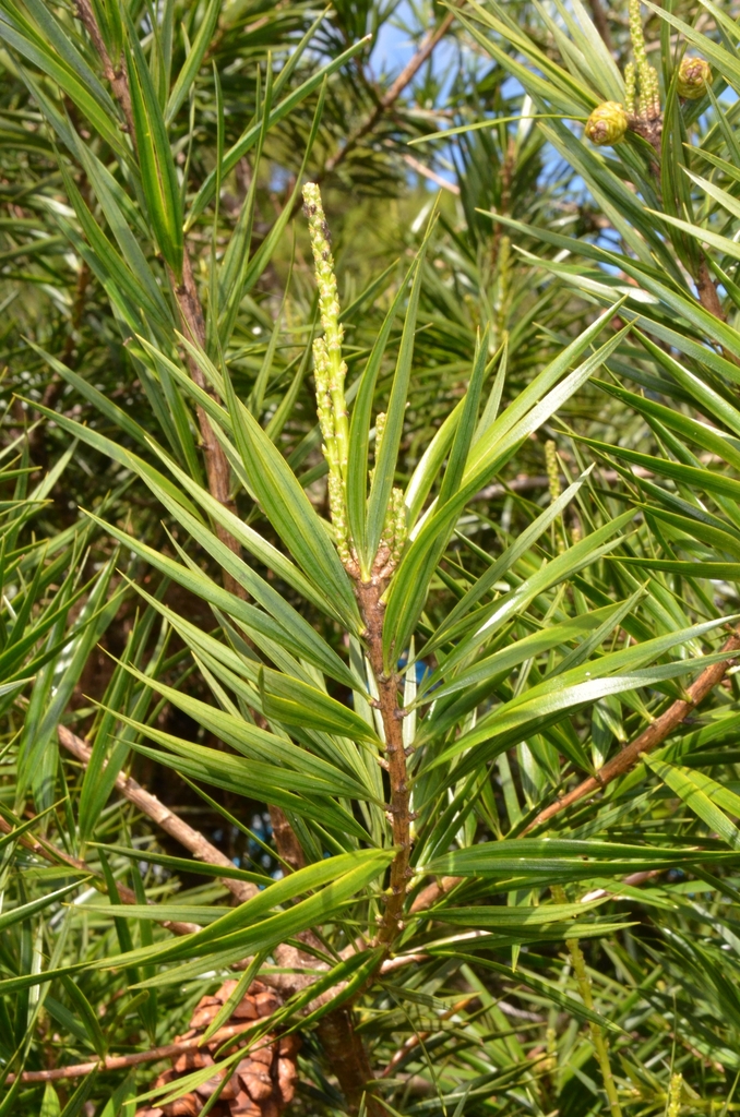 Krempf's pine