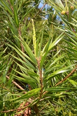 Pinus krempfii