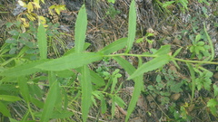 Cirsium serratuloides