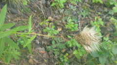 Cirsium serratuloides