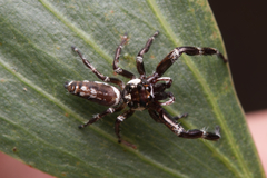 Sandalodes bipenicillatus