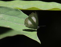 Eirmocides margarita