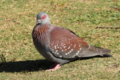 Columba guinea phaeonota