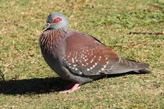 Columba guinea phaeonota