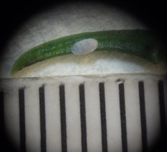 Eriococcus araucariae