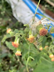 Crassocephalum crepidioides