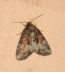 Neoligia subjuncta