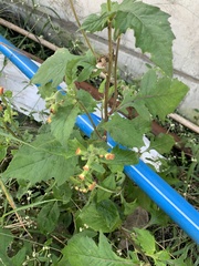 Crassocephalum crepidioides