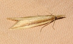 Donacaula albicostellus