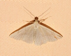 Phalaenostola metonalis