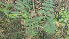 Vicia nervata