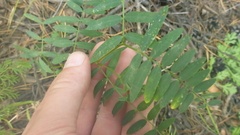 Vicia nervata
