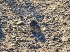 Ammospermophilus harrisii