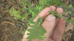 Vicia nervata