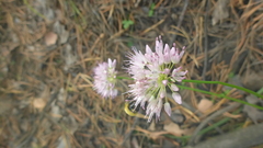 Allium splendens