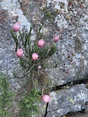 Edmondia