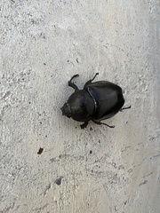 Xylotrupes australicus