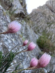 Edmondia