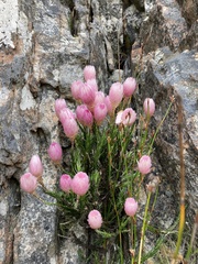 Edmondia