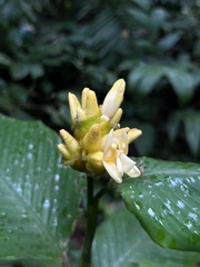 Goeppertia marantifolia
