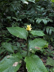 Goeppertia marantifolia