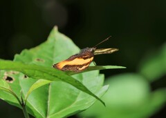 Yoma sabina