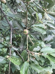 Quercus microphylla