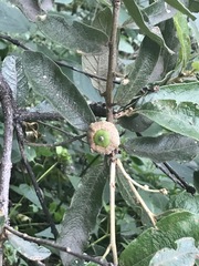 Quercus microphylla