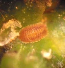 Eriococcus araucariae