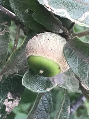 Quercus microphylla