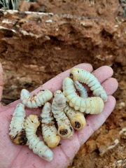 Mallodon spinibarbis