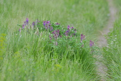 Astragalus bisulcatus