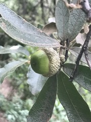 Quercus microphylla