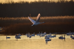 Cygnus columbianus
