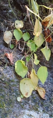 Peperomia lanceolatopeltata
