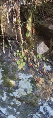 Peperomia lanceolatopeltata