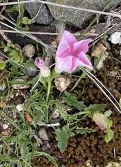 Convolvulus angustissimus