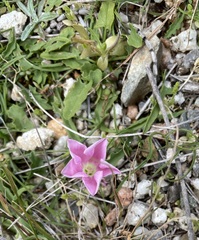Convolvulus angustissimus