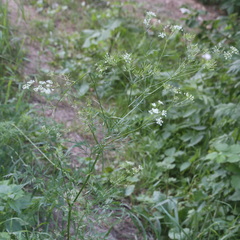 Chaerophyllum bulbosum
