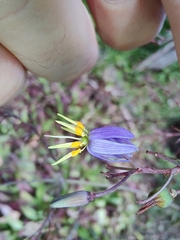 Dianella