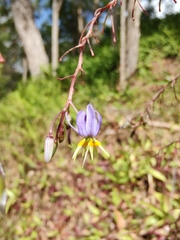Dianella