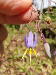 Dianella