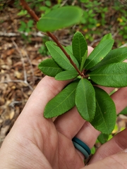 Pieris phillyreifolia
