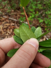 Pieris phillyreifolia